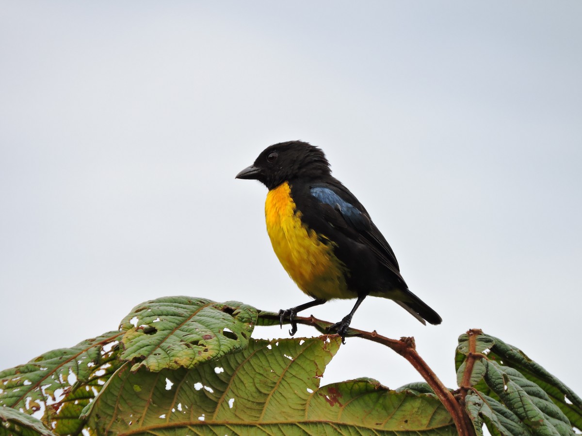 Black-and-gold Tanager - ML108752261