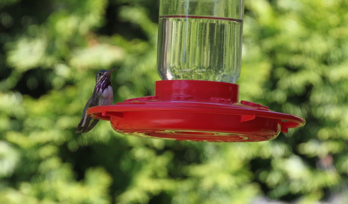 Calliope Hummingbird - Steve Klemp