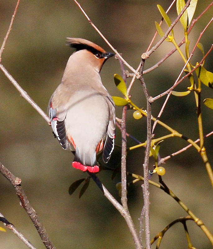 Japanese Waxwing - ML108753601