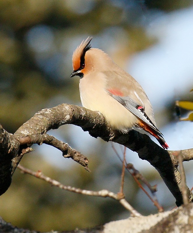 Japanese Waxwing - ML108753801