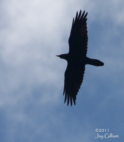 Common Raven - Jay Gilliam