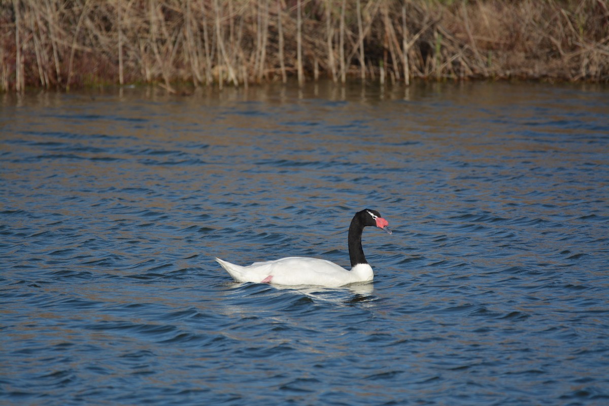 Black-necked Swan - ML108758461