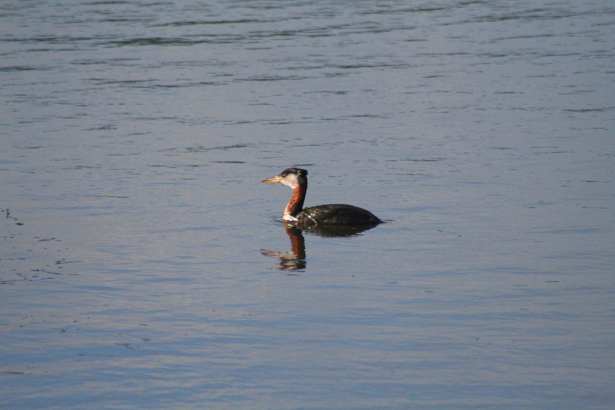 Red-necked Grebe - Meaghan Conway
