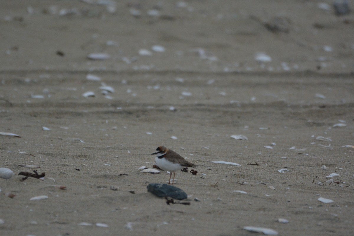 Collared Plover - ML108758931