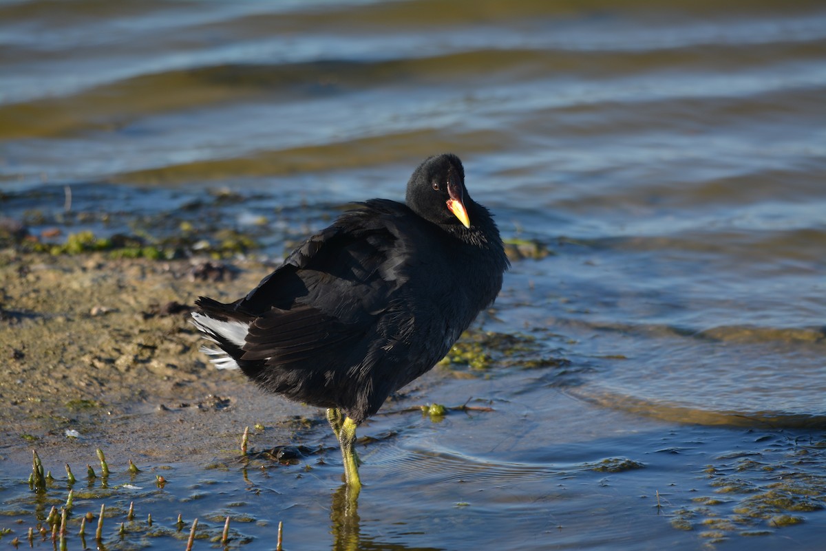 Red-fronted Coot - ML108758941