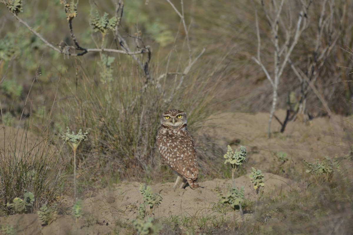 Burrowing Owl - ML108759111
