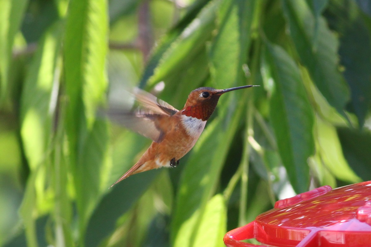 Rufous Hummingbird - John Manuel Morales
