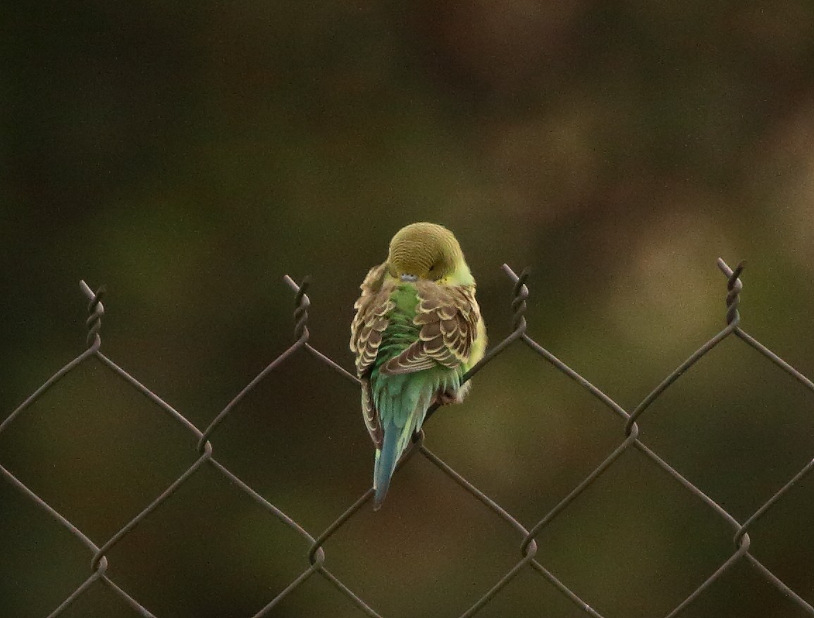 Волнистый попугайчик (Одомашенного вида) - ML108760841