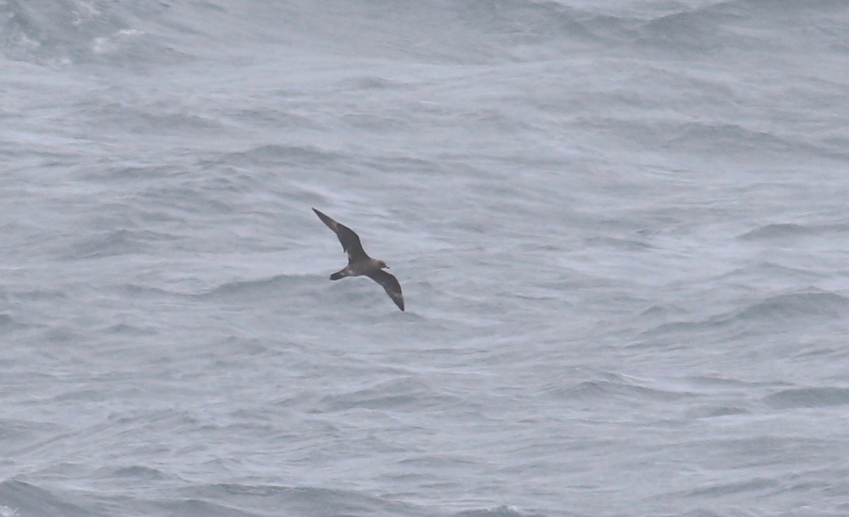 Long-tailed Jaeger - ML108761361