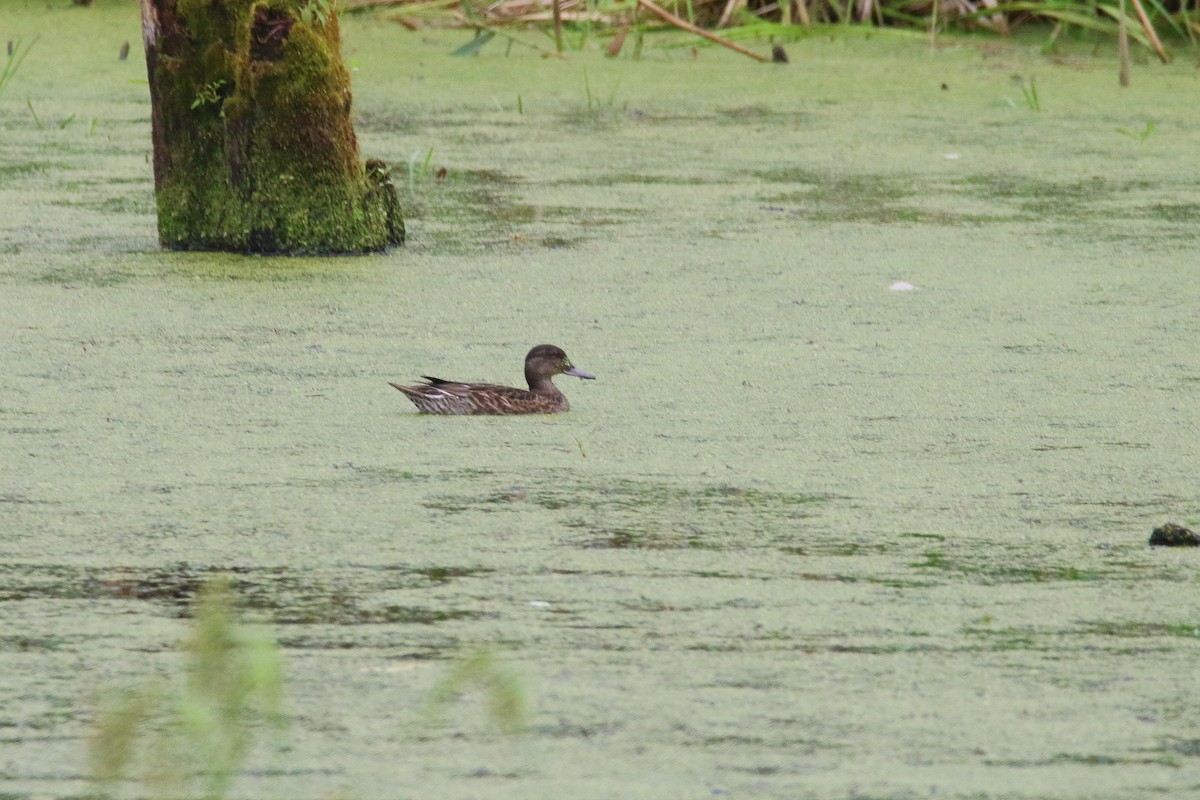 Green-winged Teal - ML108762261