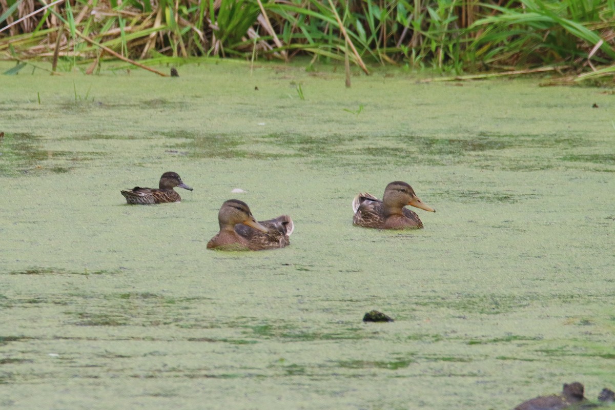 Green-winged Teal - ML108762281