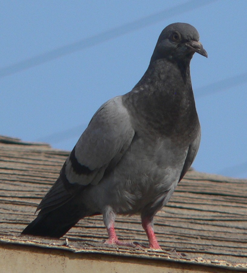 Rock Pigeon (Feral Pigeon) - ML108763081
