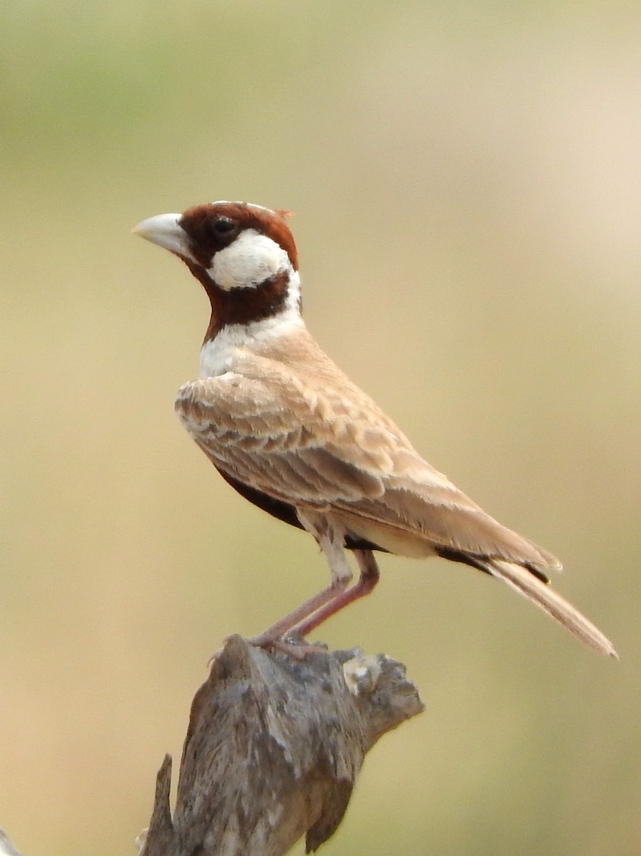 Chestnut-headed Sparrow-Lark - ML108764251