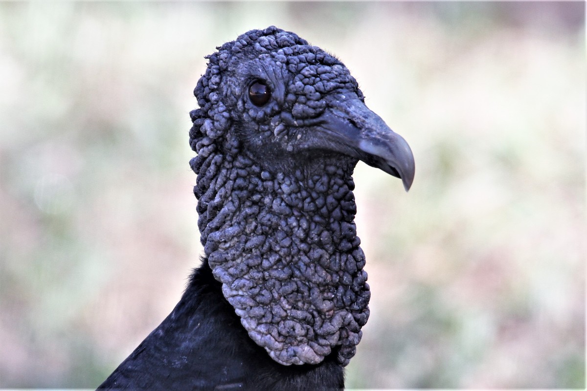 Black Vulture - Mary Barritt