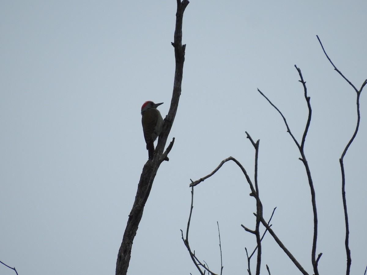 African Gray Woodpecker - ML108765631