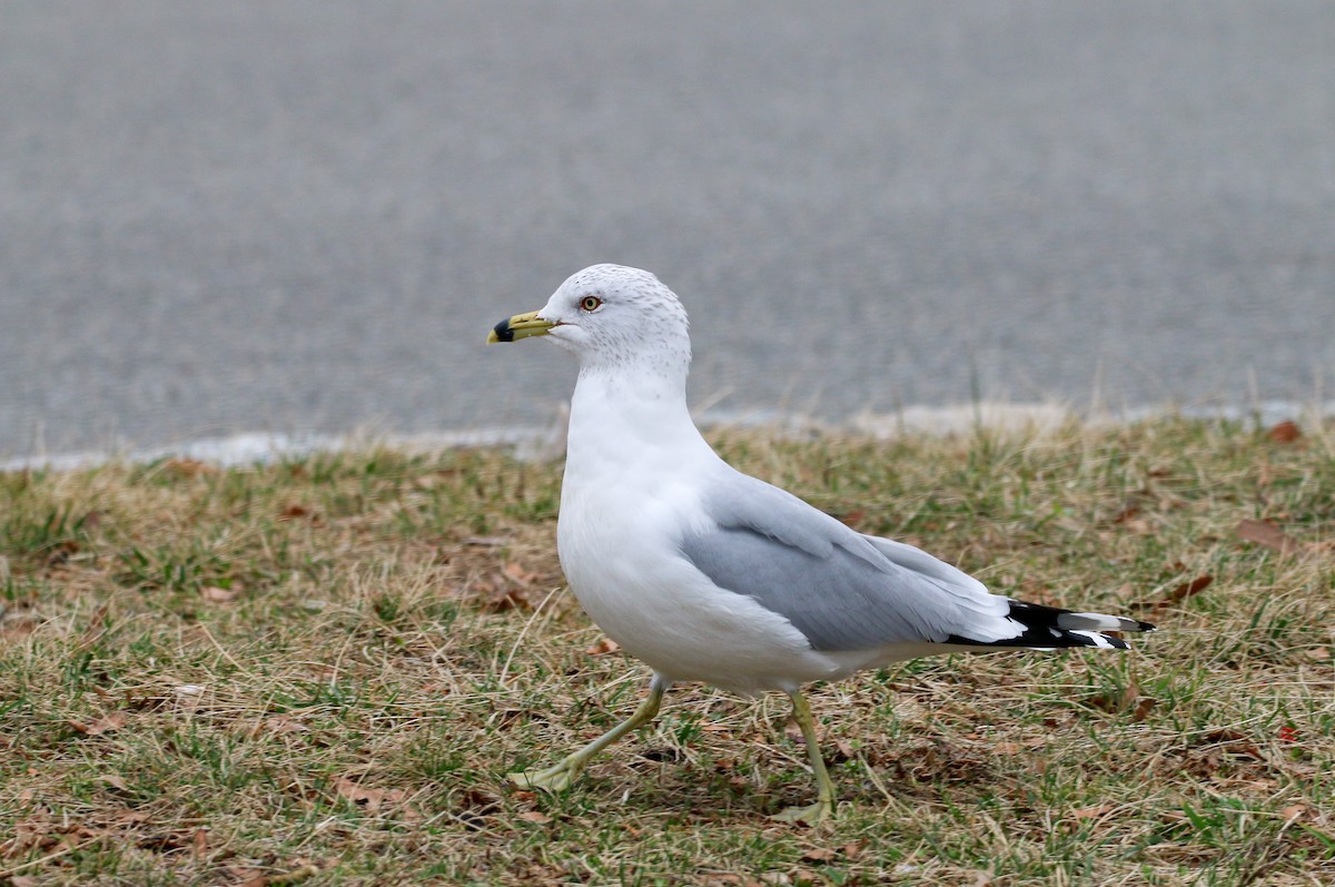 Ring-billed Gull - Devin Griffiths