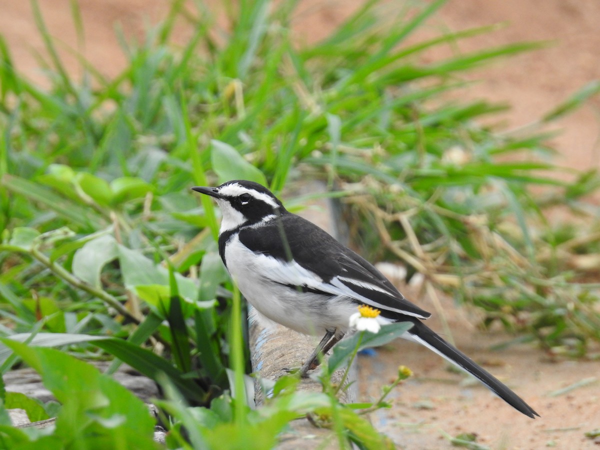 African Pied Wagtail - ML108766181