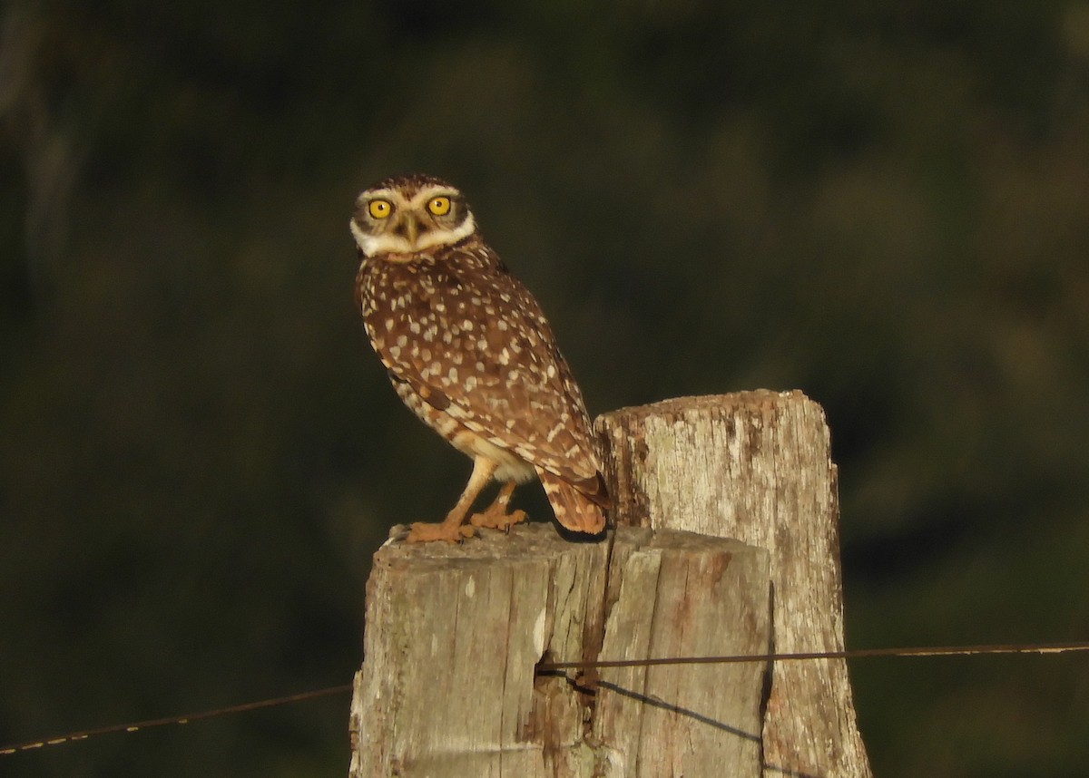 Burrowing Owl - ML108769701