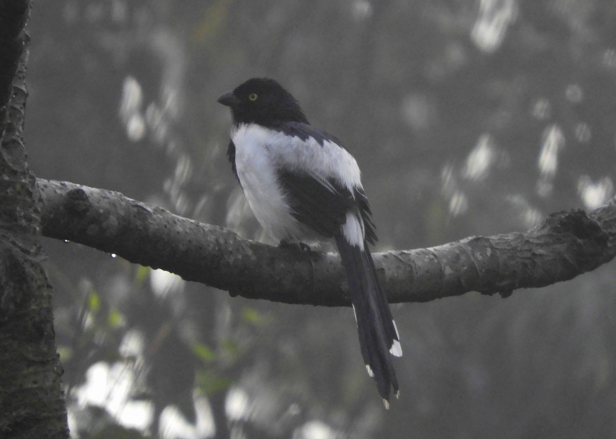 Magpie Tanager - ML108771121