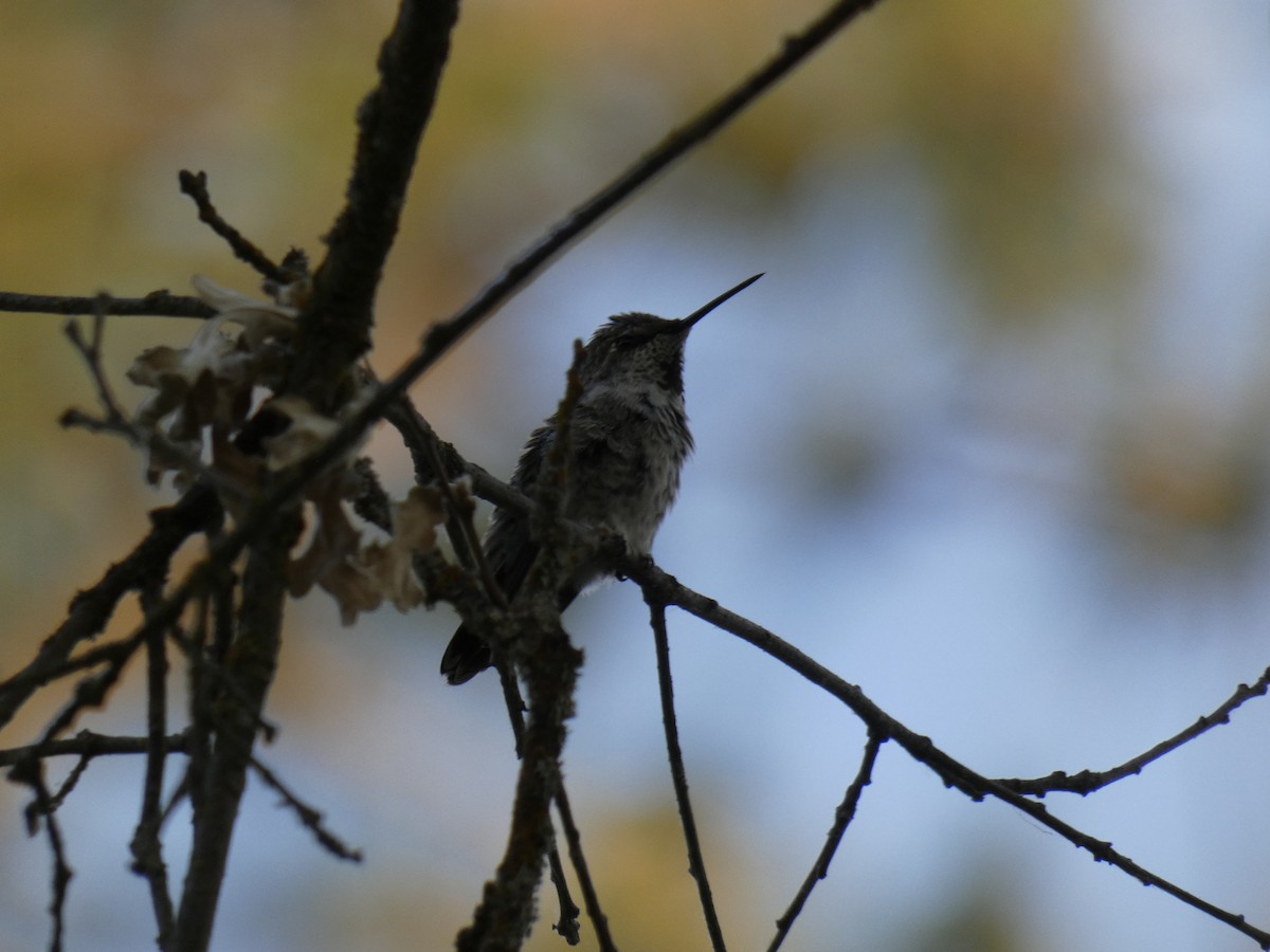 Black-chinned Hummingbird - Matt Bounds