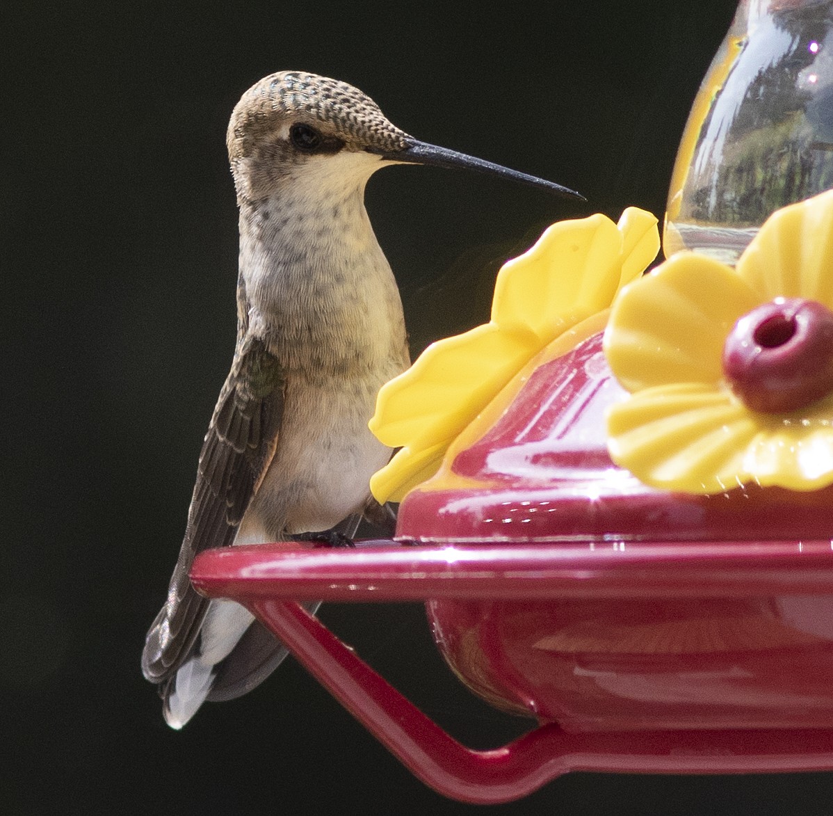 Black-chinned Hummingbird - Alan Burger