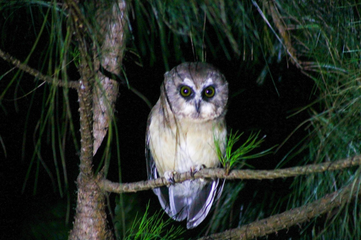 Unspotted Saw-whet Owl - Esteban Matías (birding guide) Sierra de los Cuchumatanes Huehuetenango esteban.matias@hotmail.com                             +502 53810540