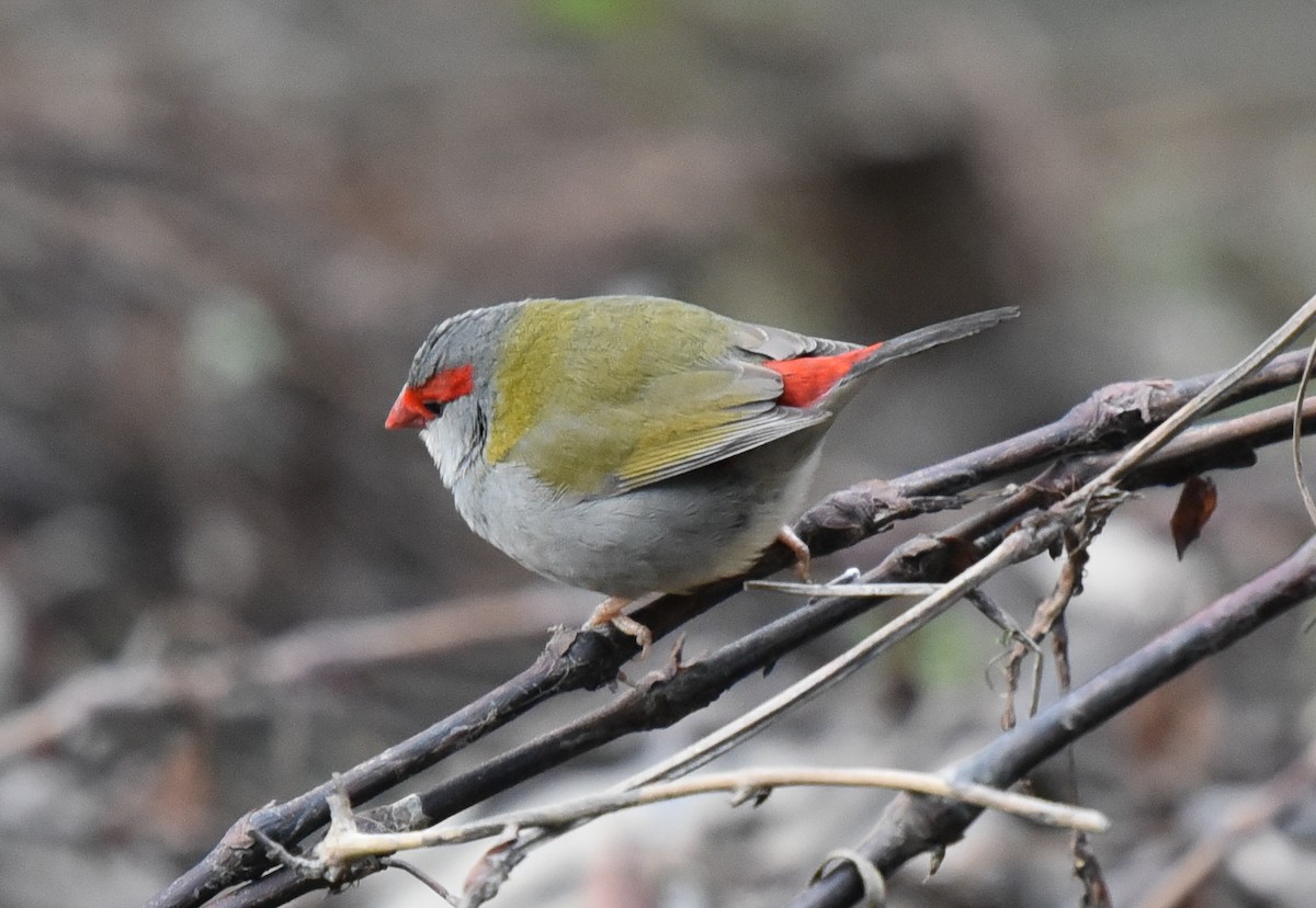 Red-browed Firetail - ML108780061