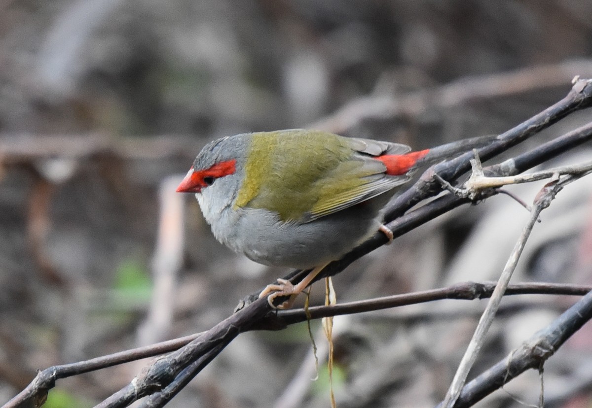 Red-browed Firetail - ML108780071