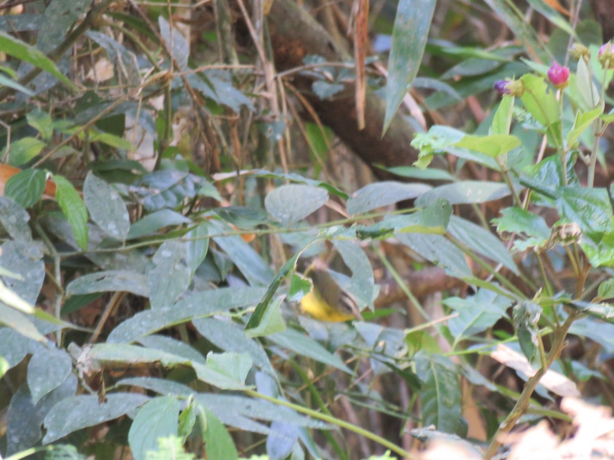 Golden-crowned Warbler - ML108781171