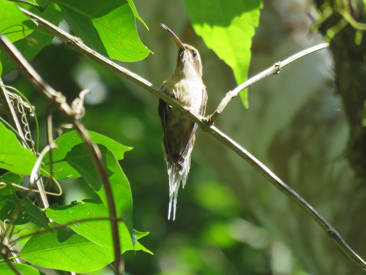 Scale-throated Hermit - ML108781451