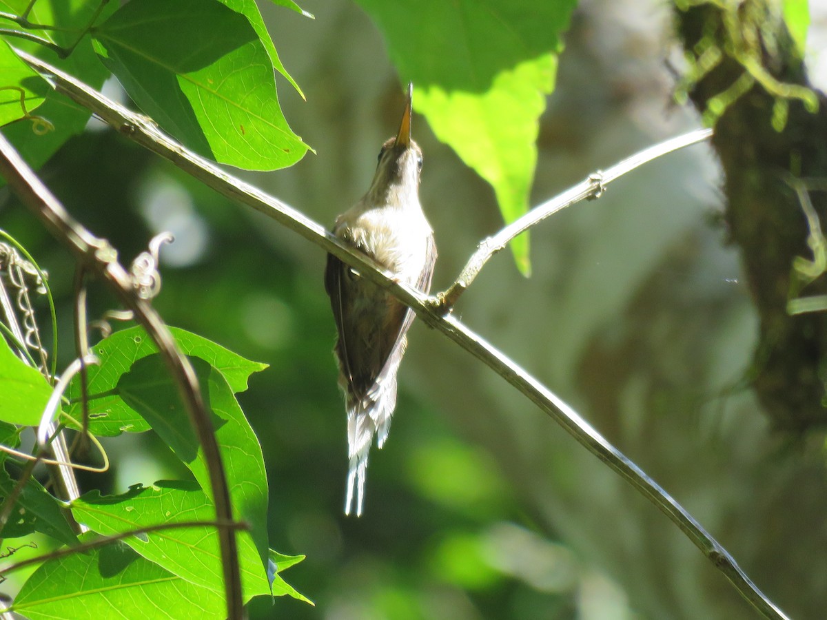 Scale-throated Hermit - ML108781471