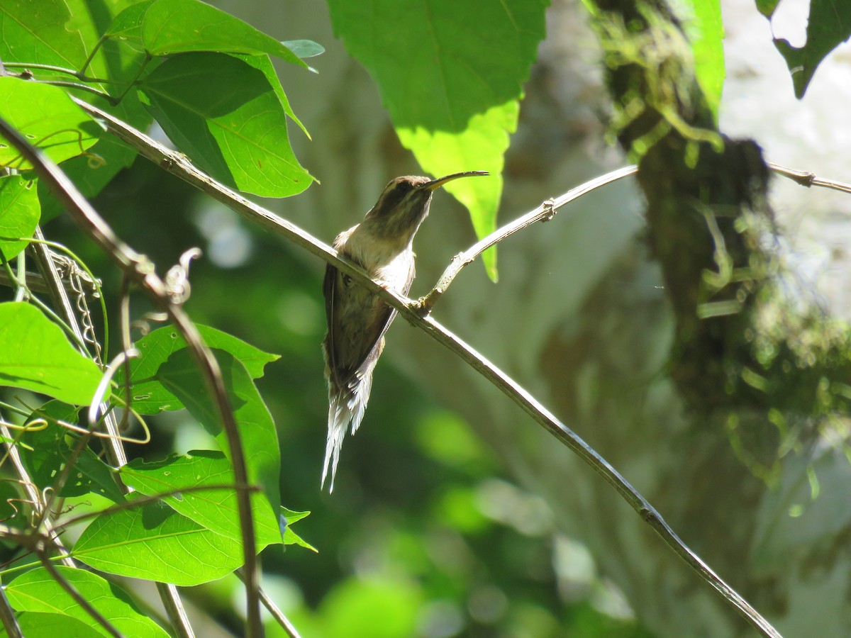 Scale-throated Hermit - ML108781481