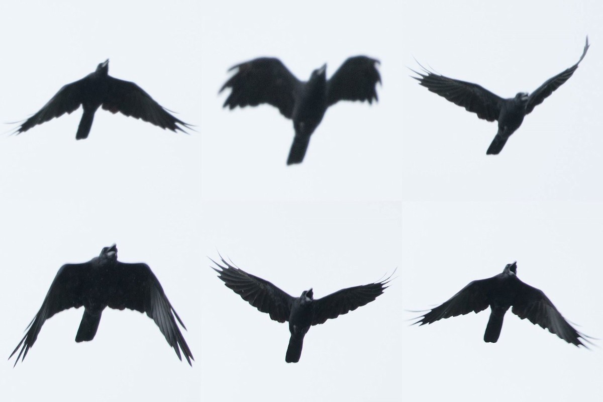crow sp. - Ayuwat Jearwattanakanok
