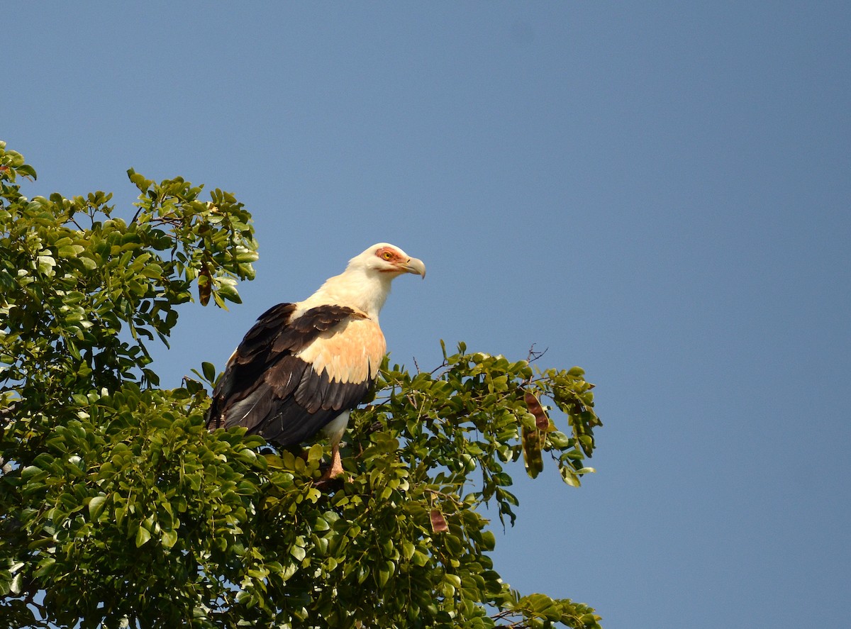 Palm-nut Vulture - Harsha Jayaramaiah