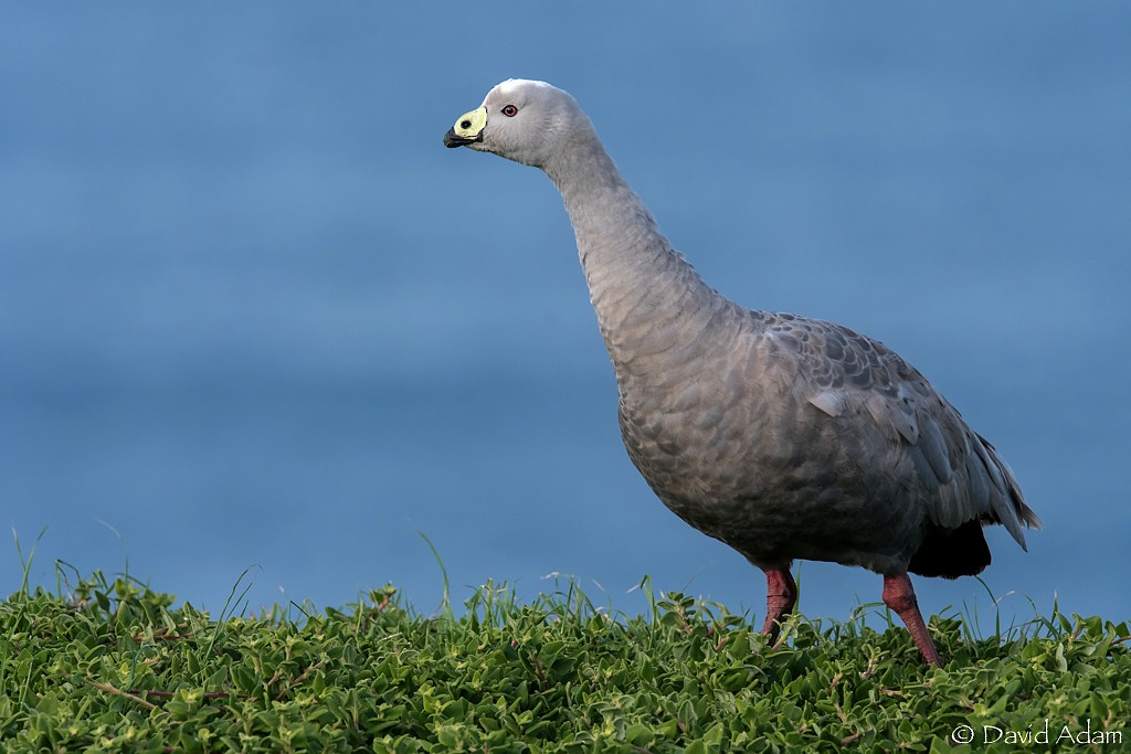 Cape Barren Goose - David Adam