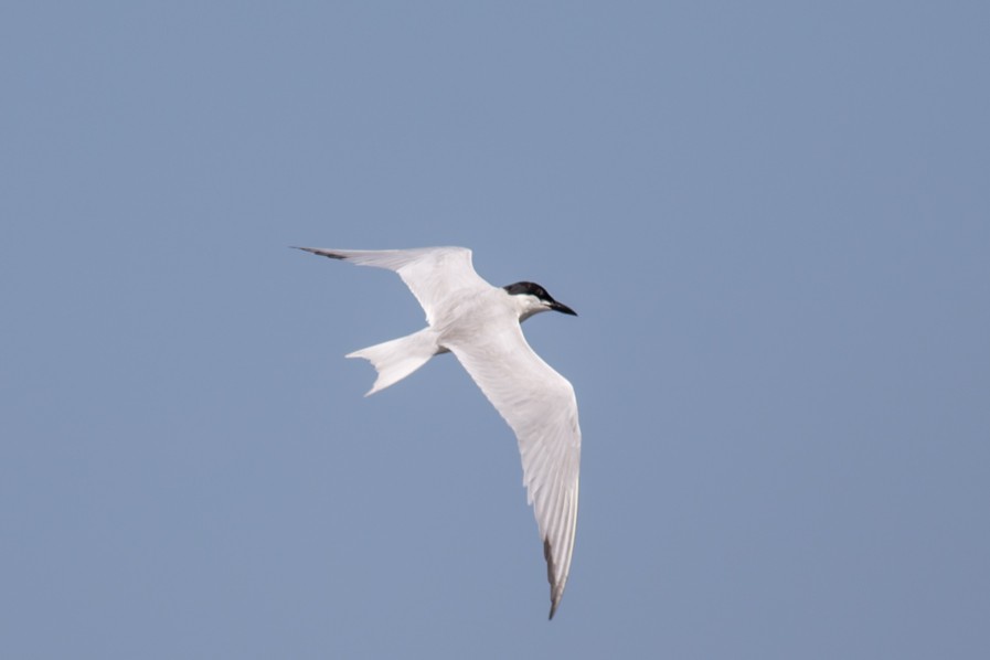 Gull-billed Tern - William Keim