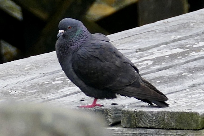 Rock Pigeon (Feral Pigeon) - Heather Kolb