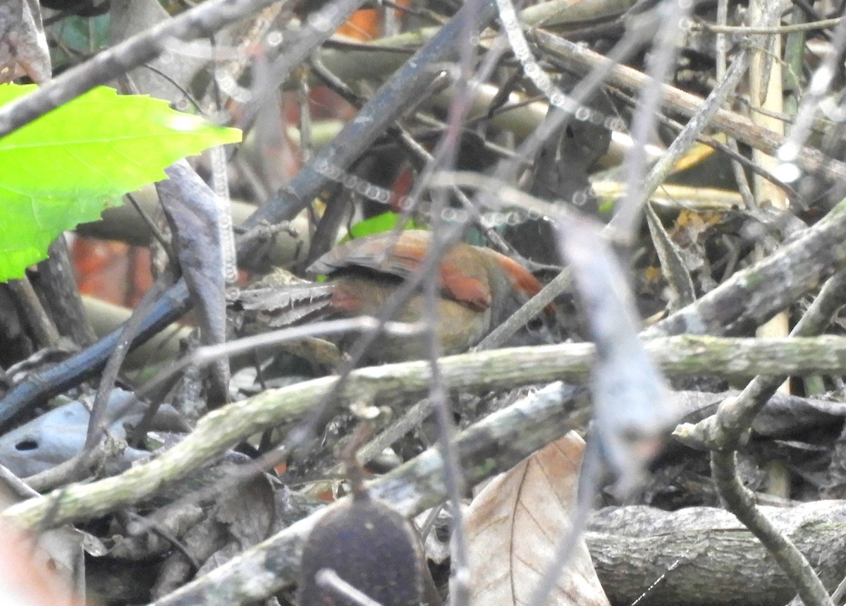 Pale-breasted Spinetail - ML108793351