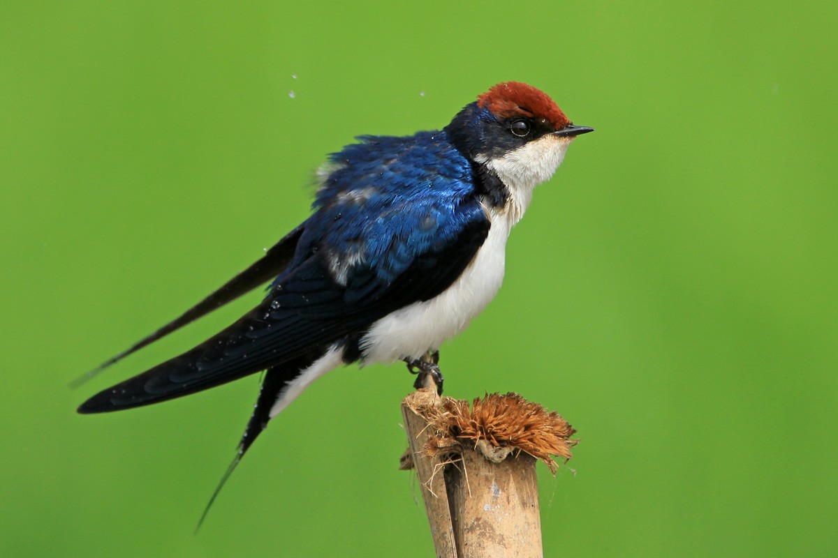 Wire-tailed Swallow - ML108794301