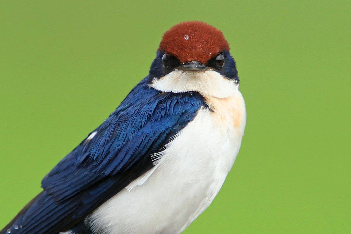 Wire-tailed Swallow - ML108794321