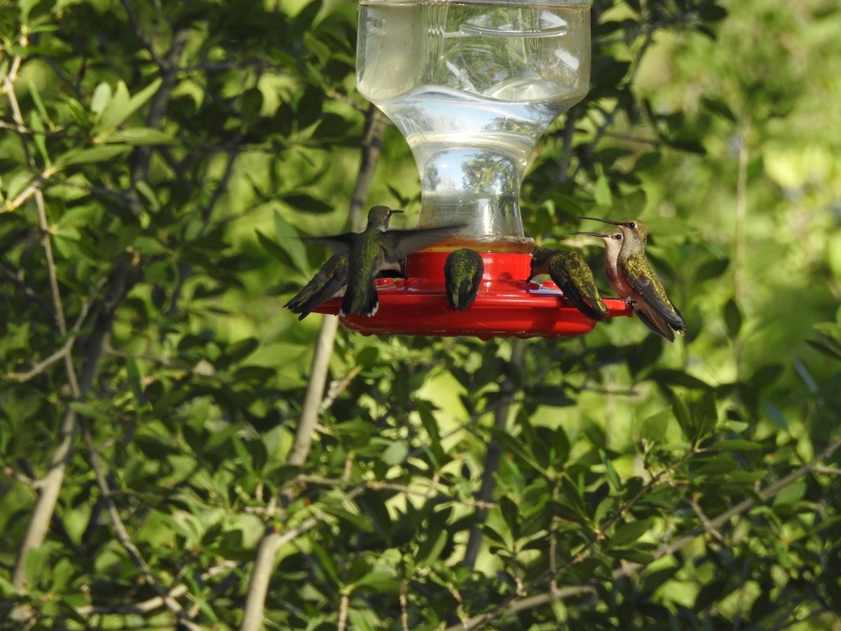 Black-chinned Hummingbird - ML108801491