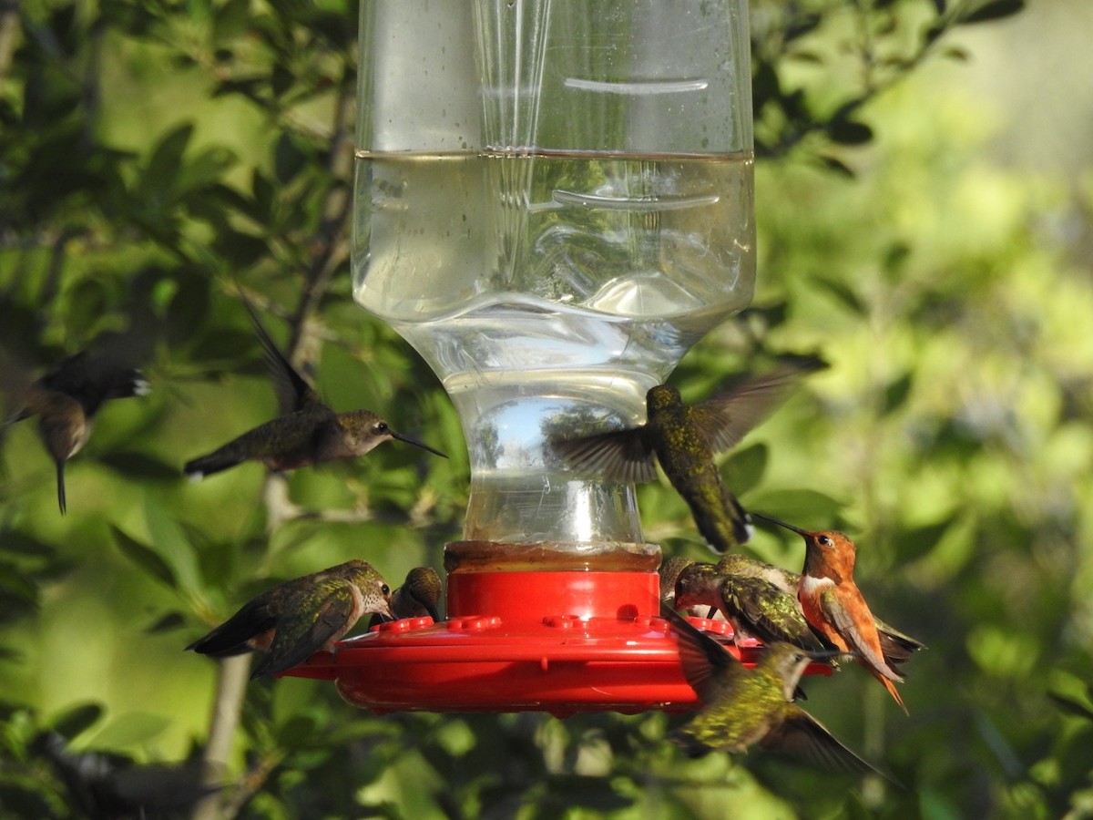 Rufous Hummingbird - Devon DeRaad
