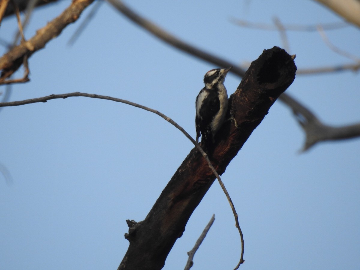Downy Woodpecker - Devon DeRaad