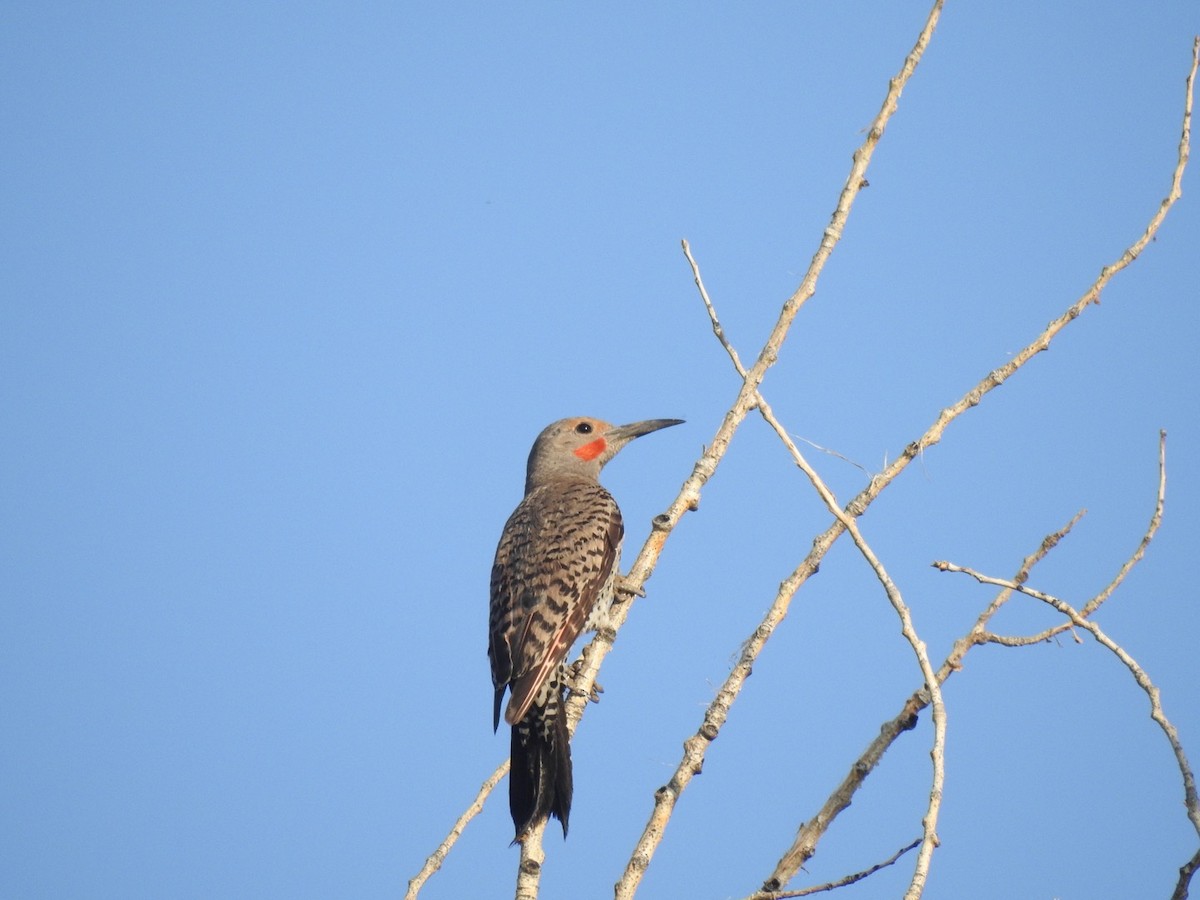 Northern Flicker (Red-shafted) - ML108801621