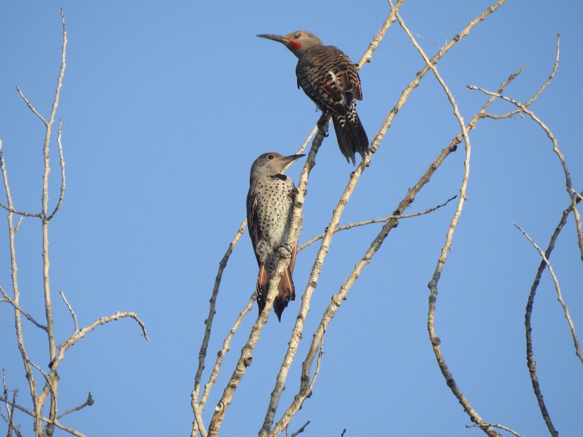 Northern Flicker (Red-shafted) - ML108801631