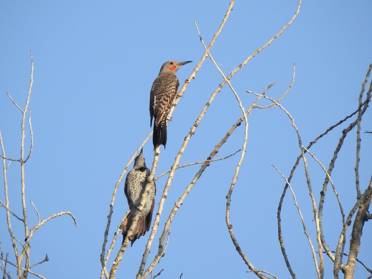 Northern Flicker (Red-shafted) - ML108801641