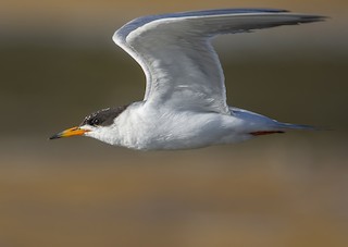 Forster's Tern