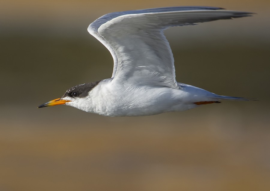 Forster's Tern
