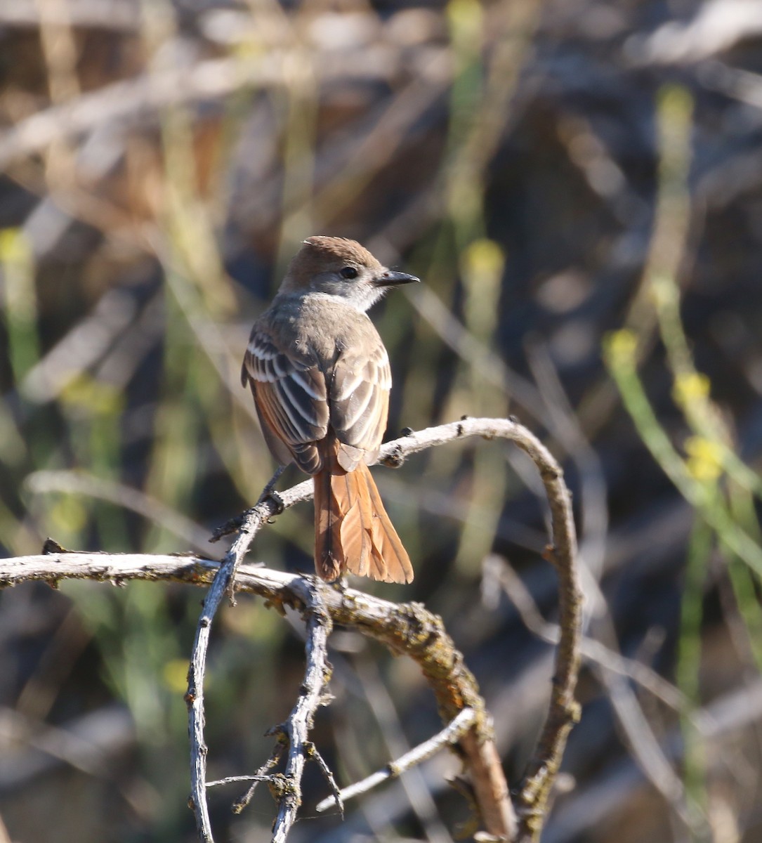 Ash-throated Flycatcher - Pair of Wing-Nuts