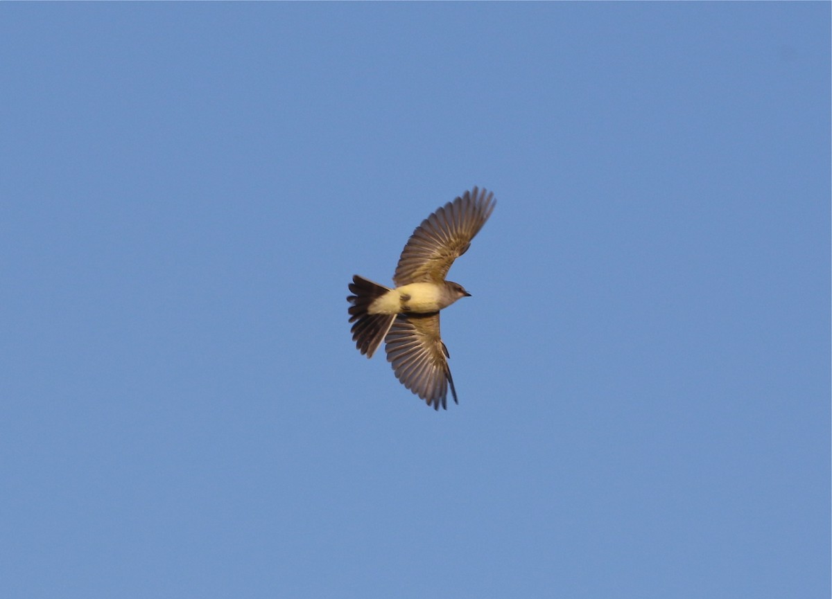 Cassin's Kingbird - Pair of Wing-Nuts